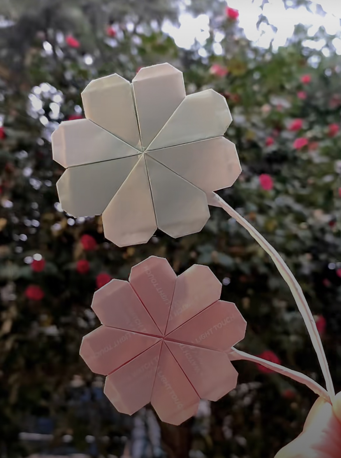 四叶草