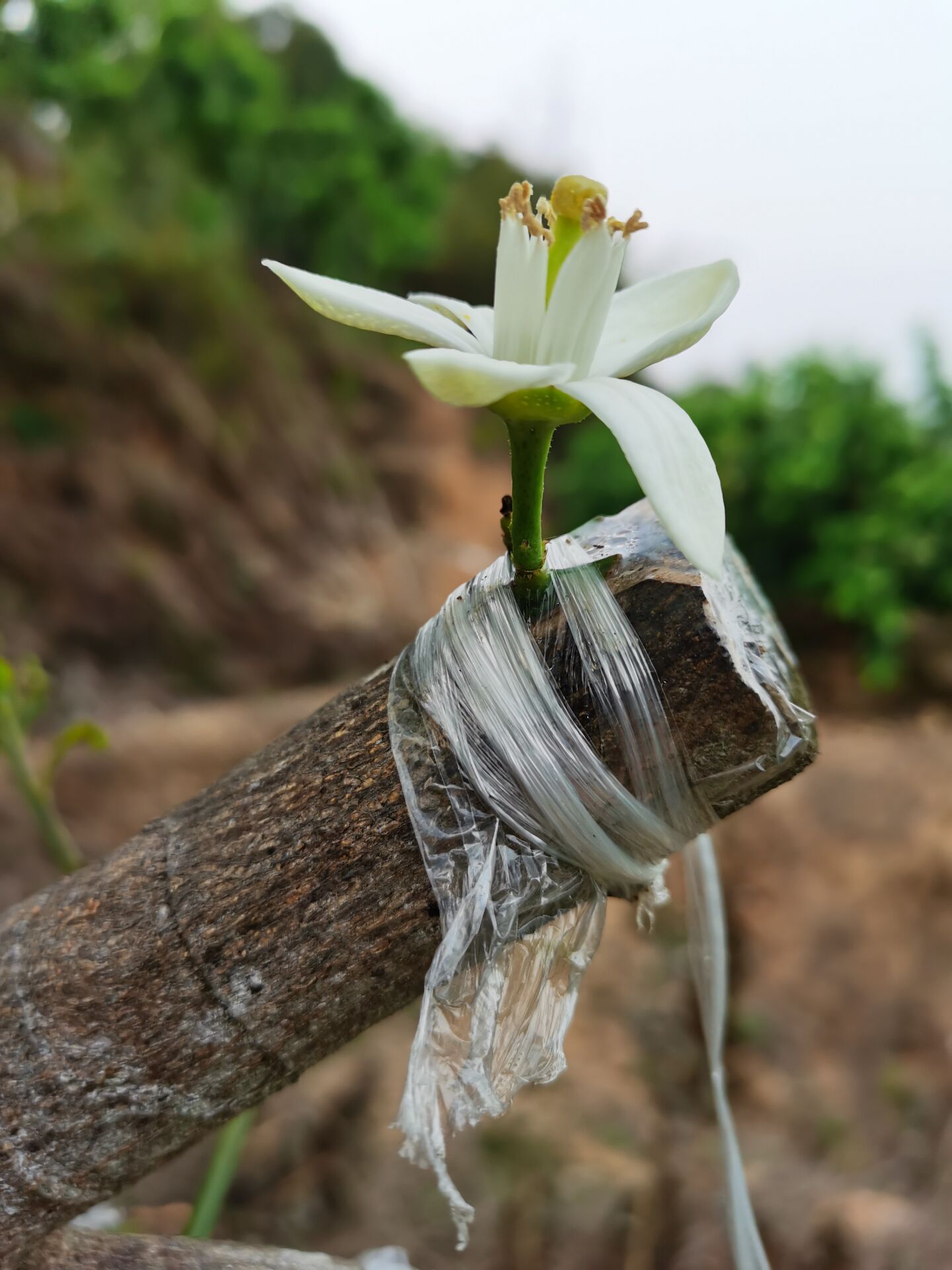 蜜柚花开