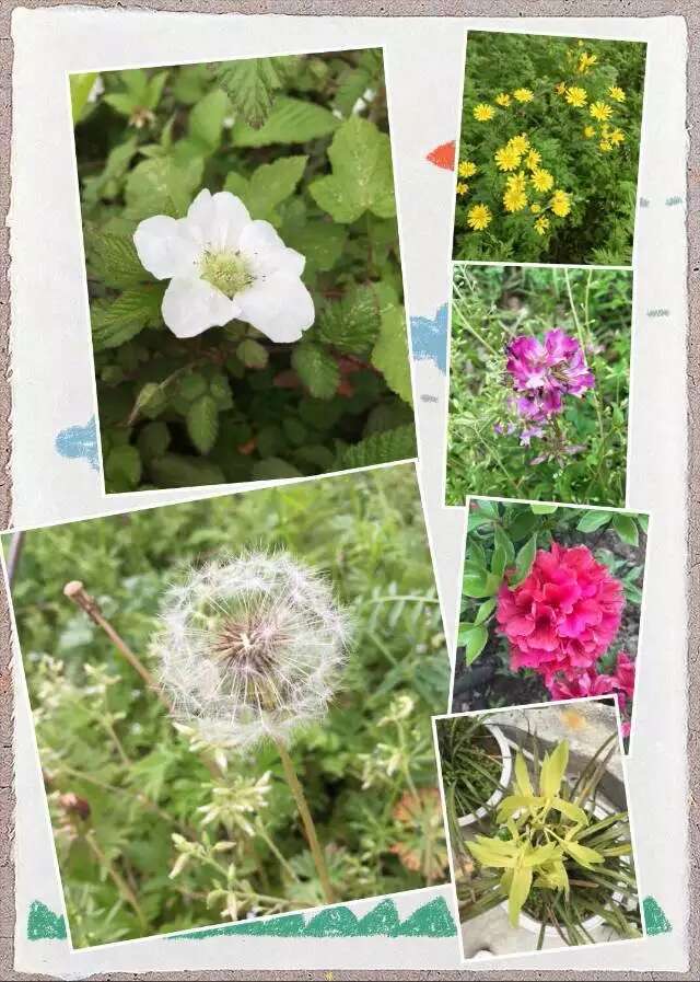 各种花