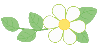绿花