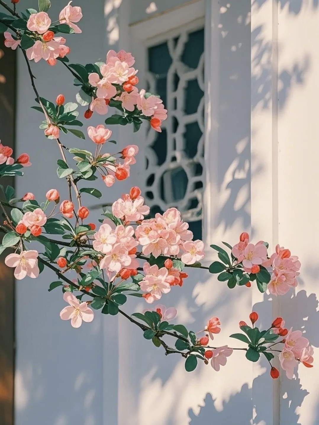 海棠花