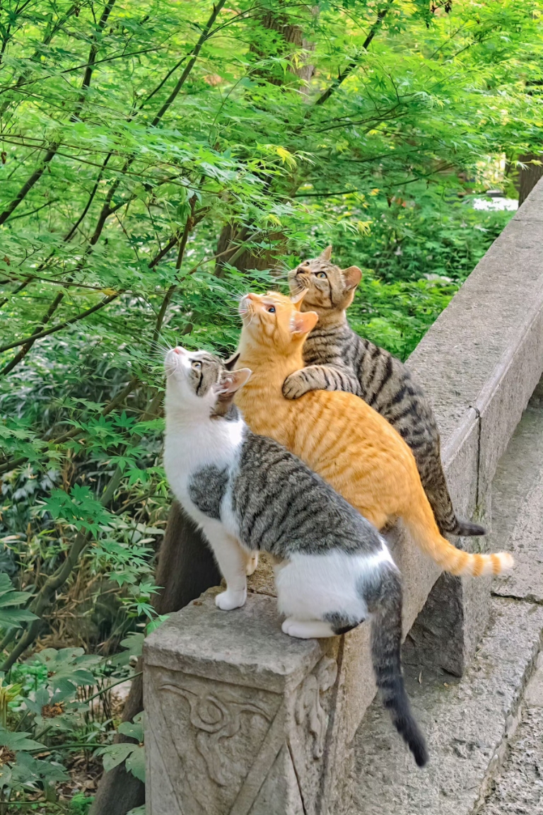 小可爱