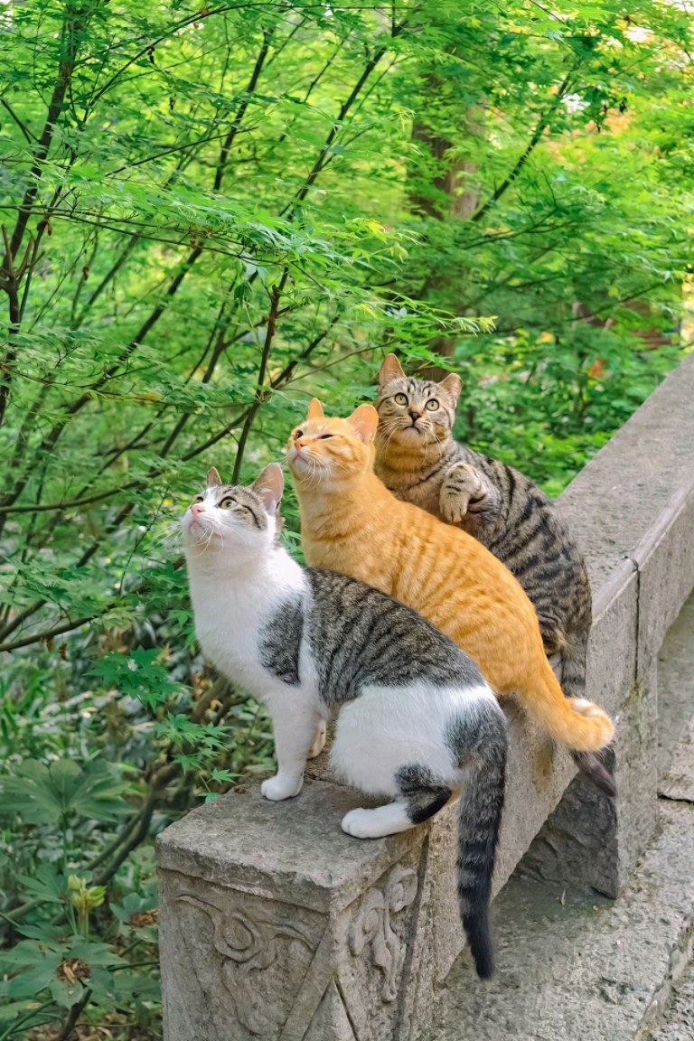 小可爱