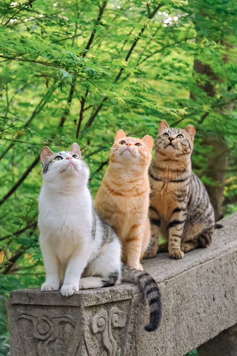 小可爱