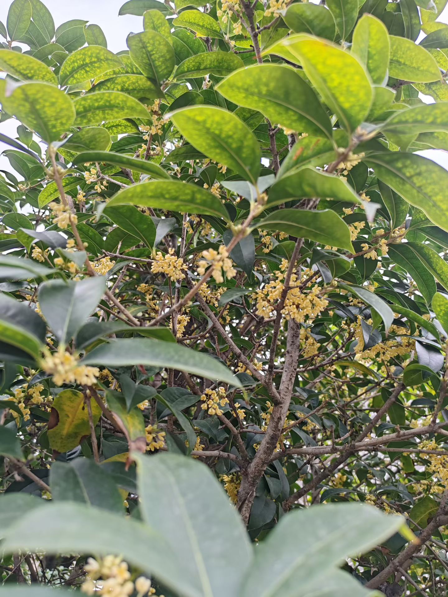 秋分