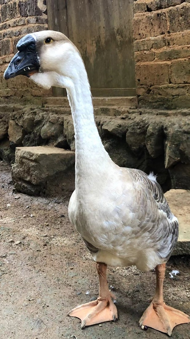 找老婆。 很着急