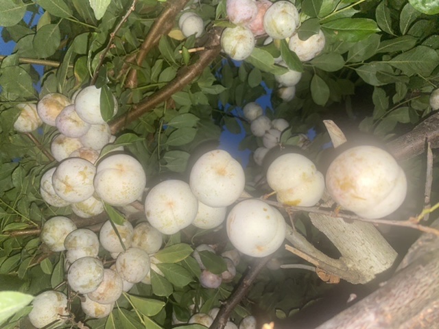 摘李子了，桃子摘的少