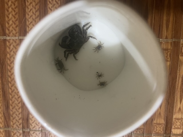 大螃蟹生了