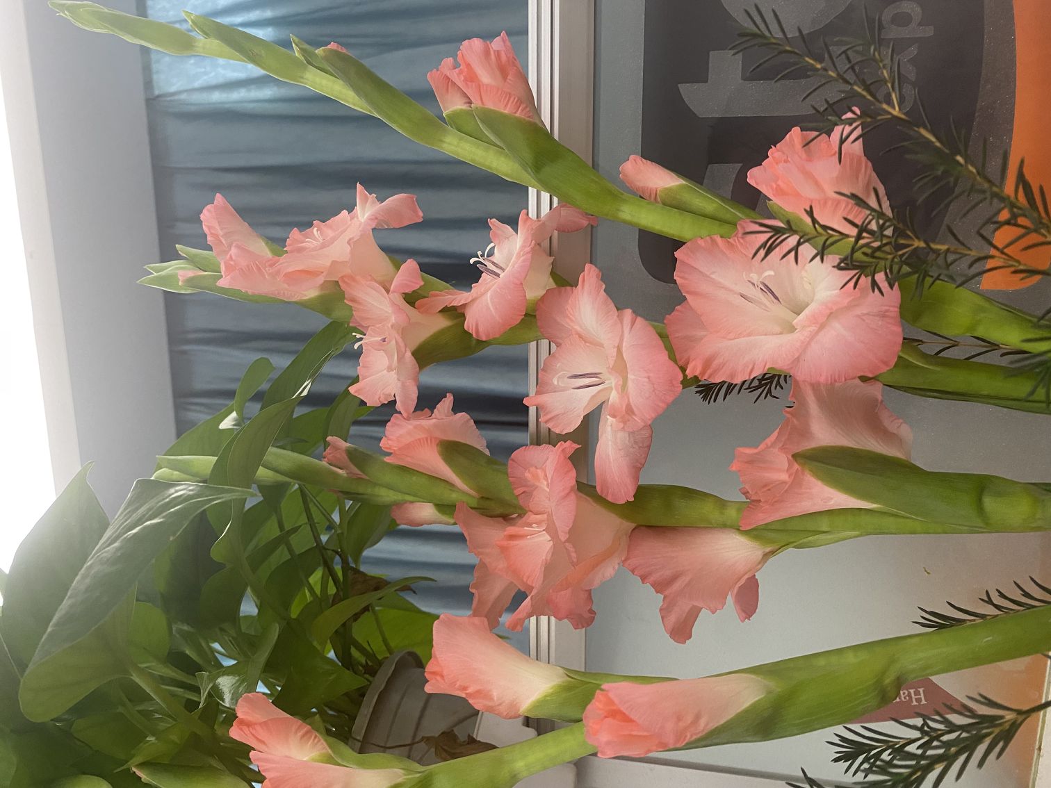 花花