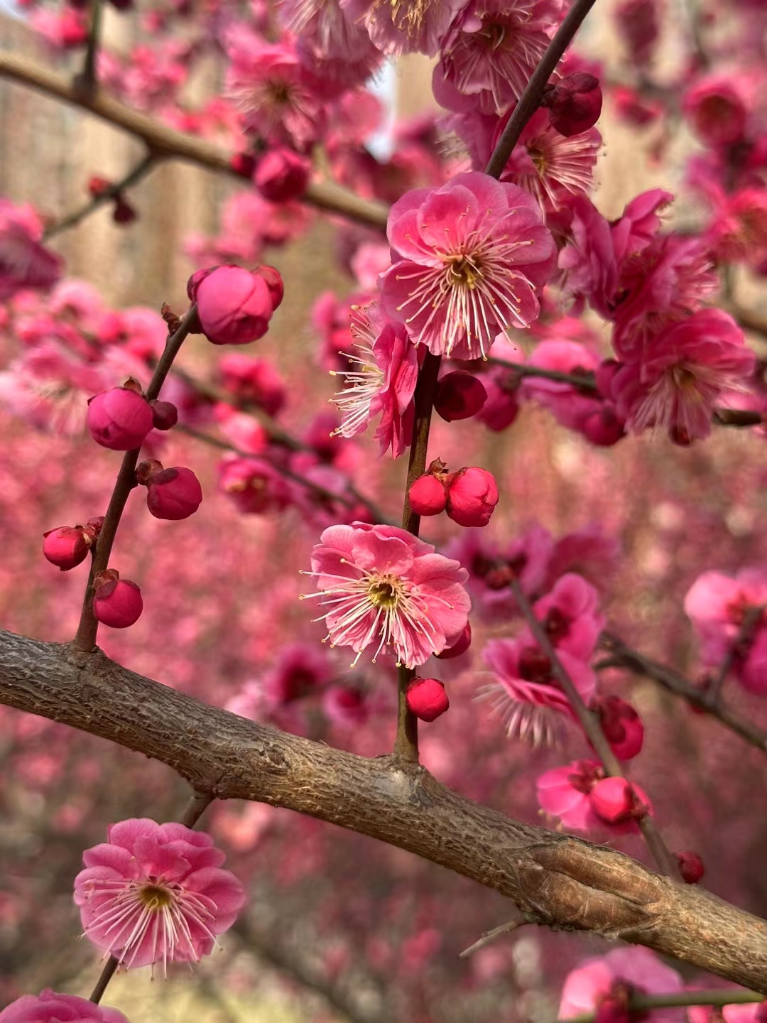 待那春暖花开时，不负春光不负卿。