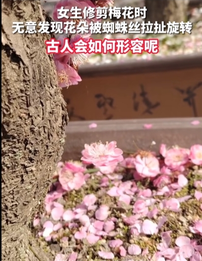 梅落蛛丝挽，日落人相依