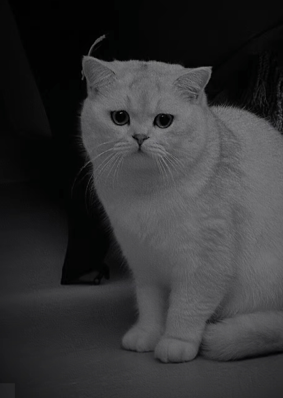 小七啊