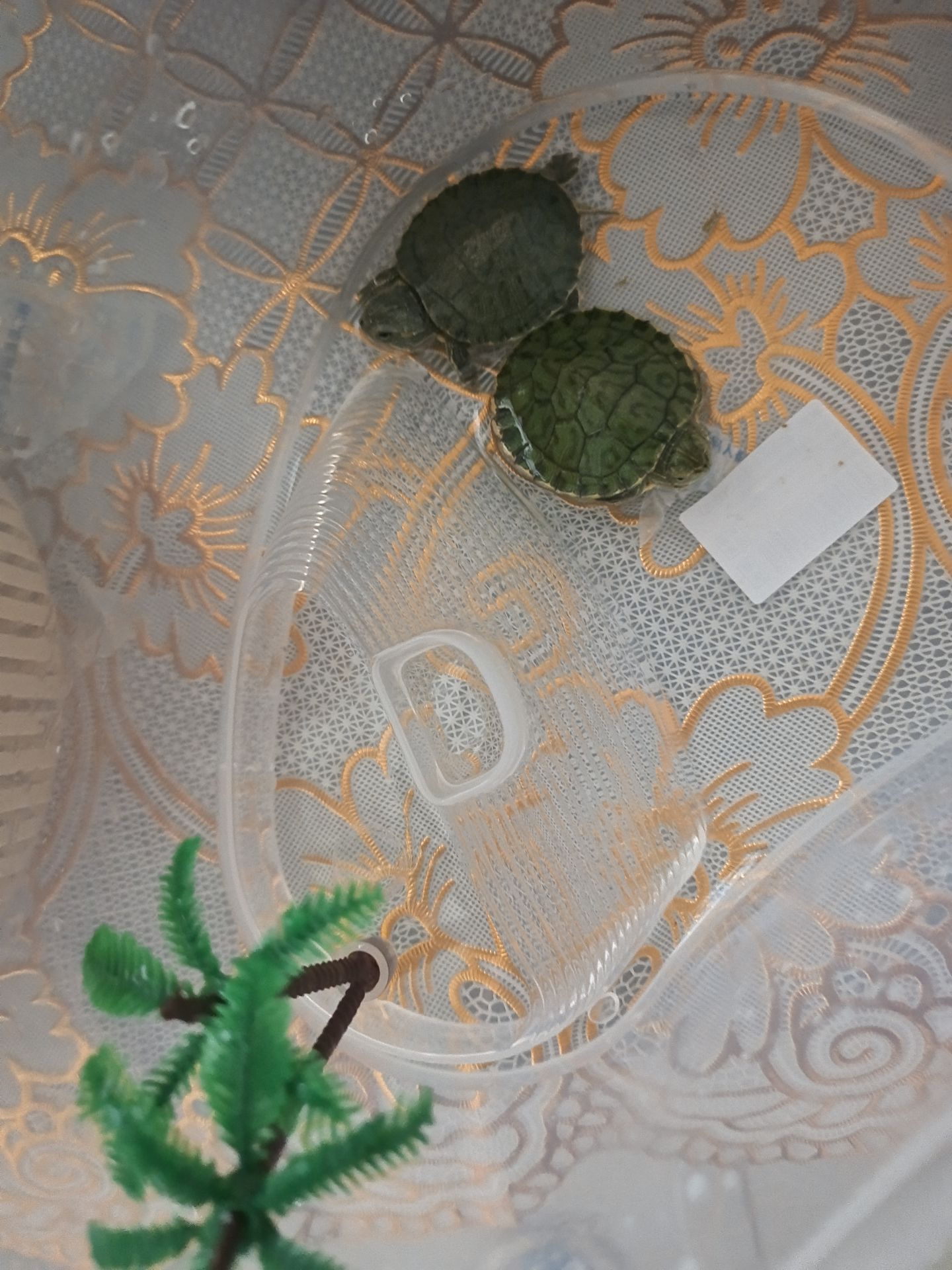我的小王八儿