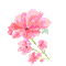 不负时光花挺好看