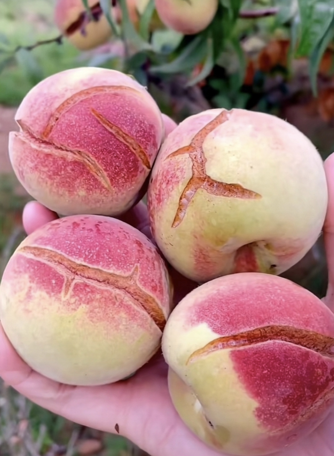 霜+今天吃什么+7.15