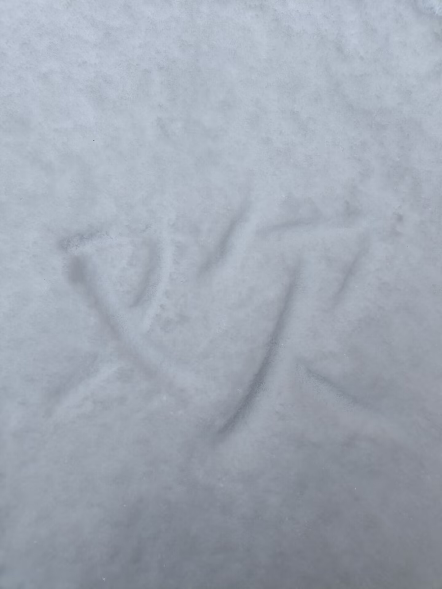 雪中有字