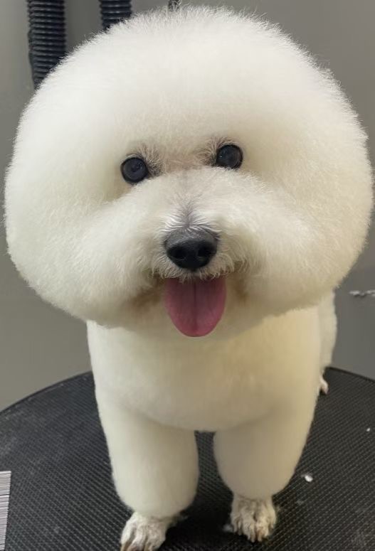 昨天梦见我家狗子了