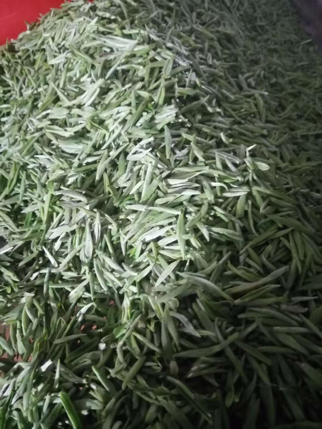 信阳毛尖