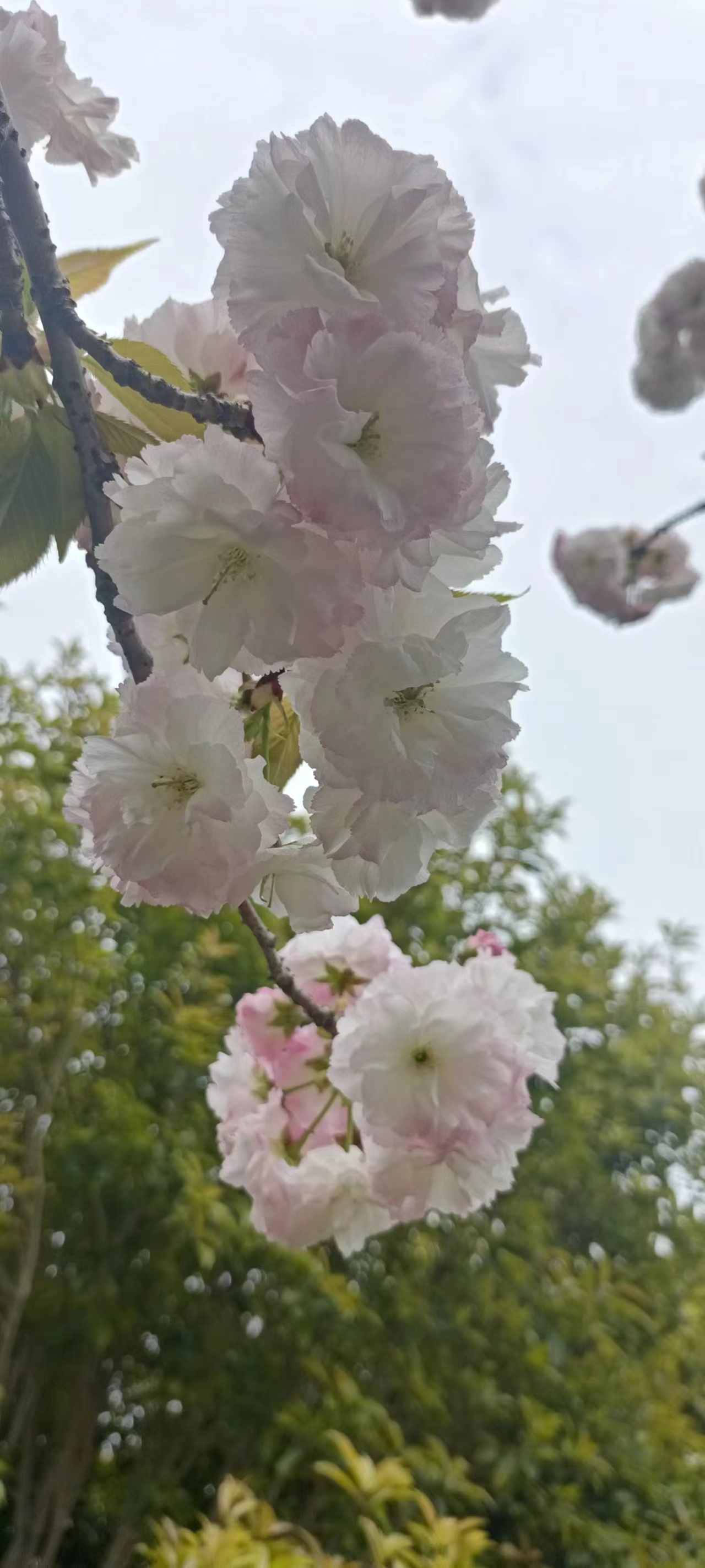 好看