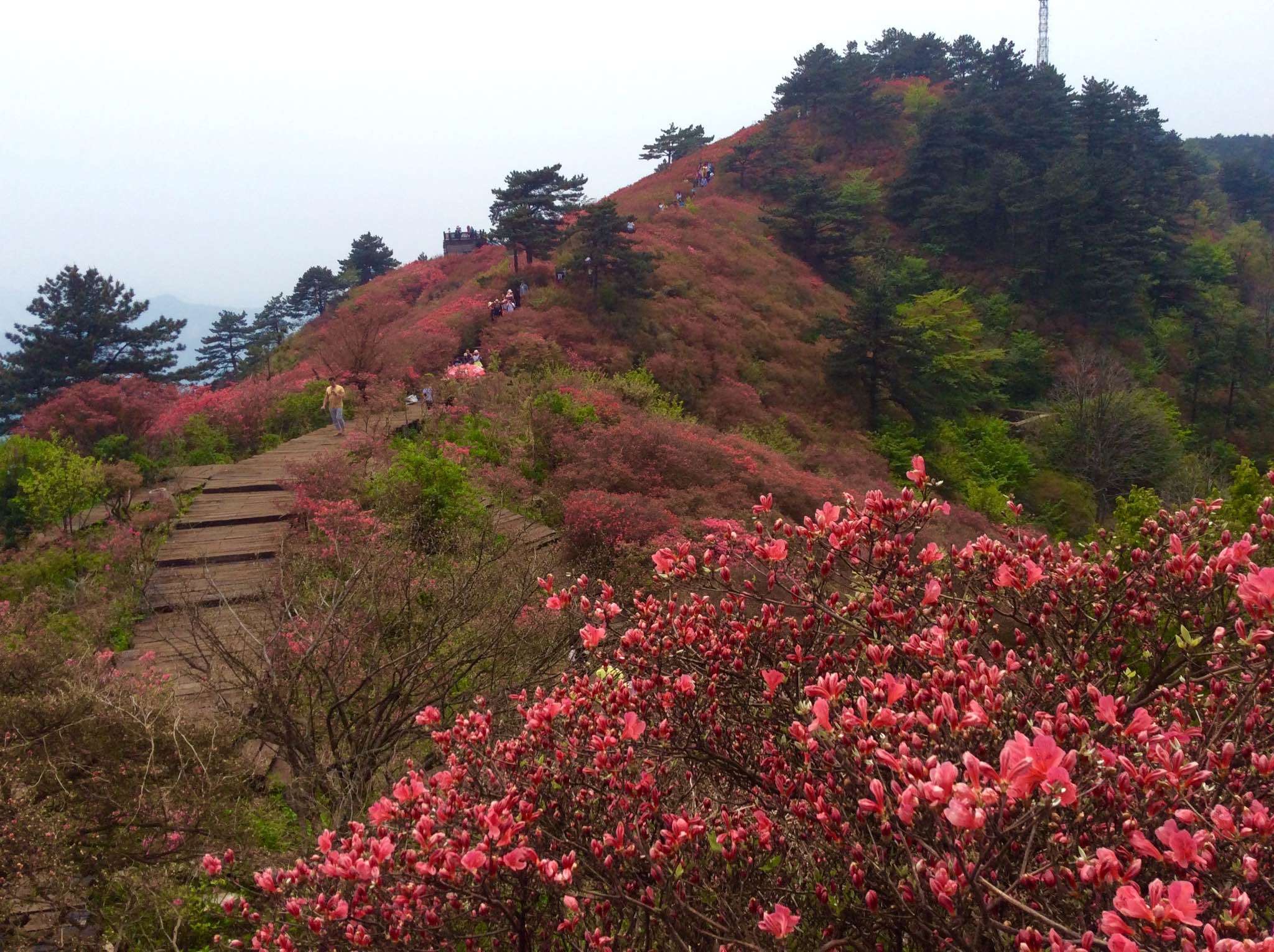 芈伊苒+花开盛世