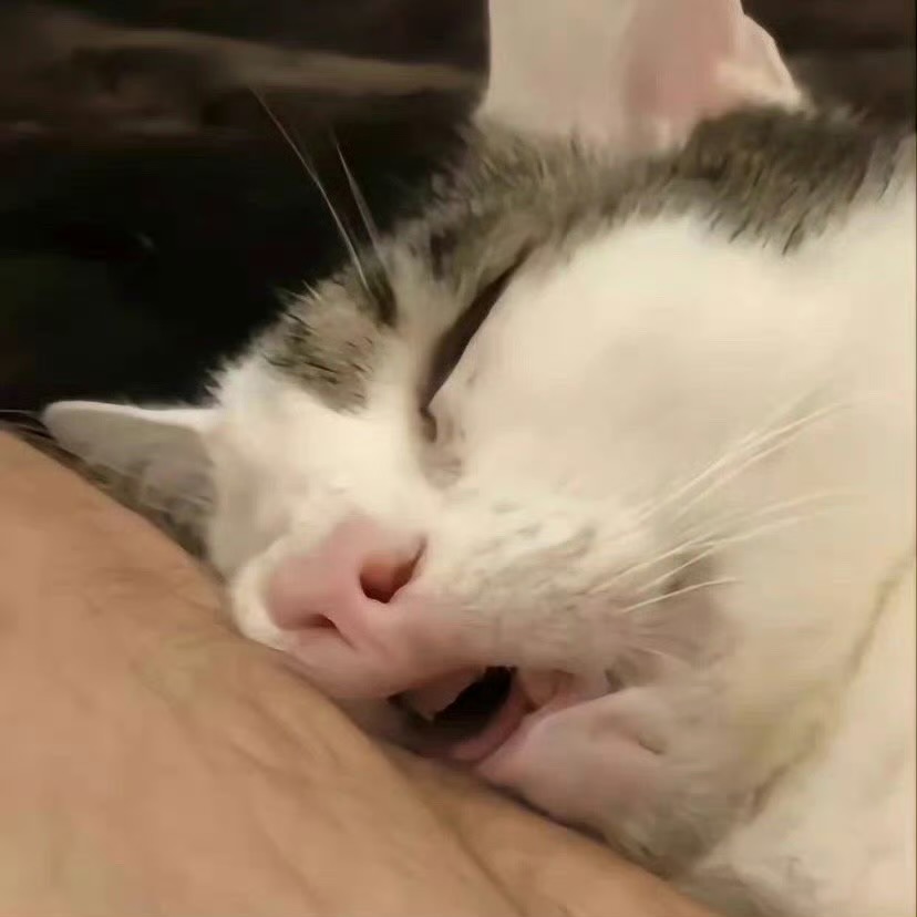 鱼与熊掌