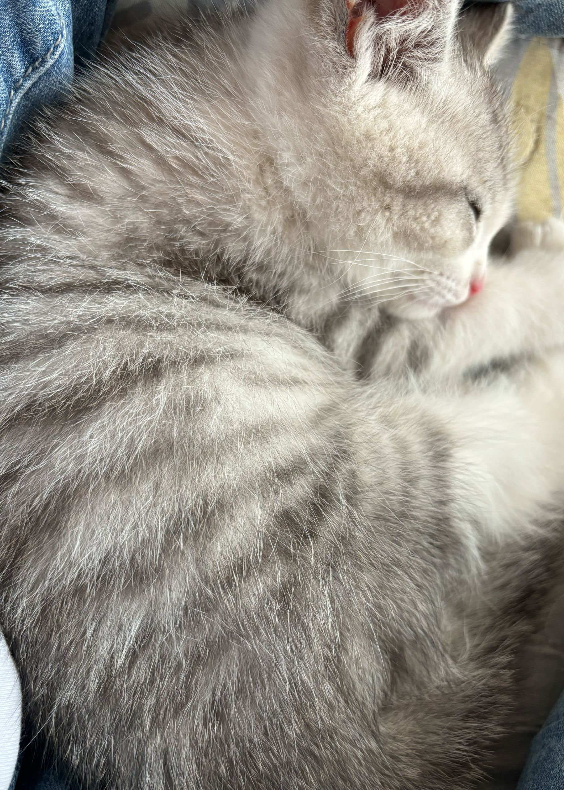 捡个猫家人们