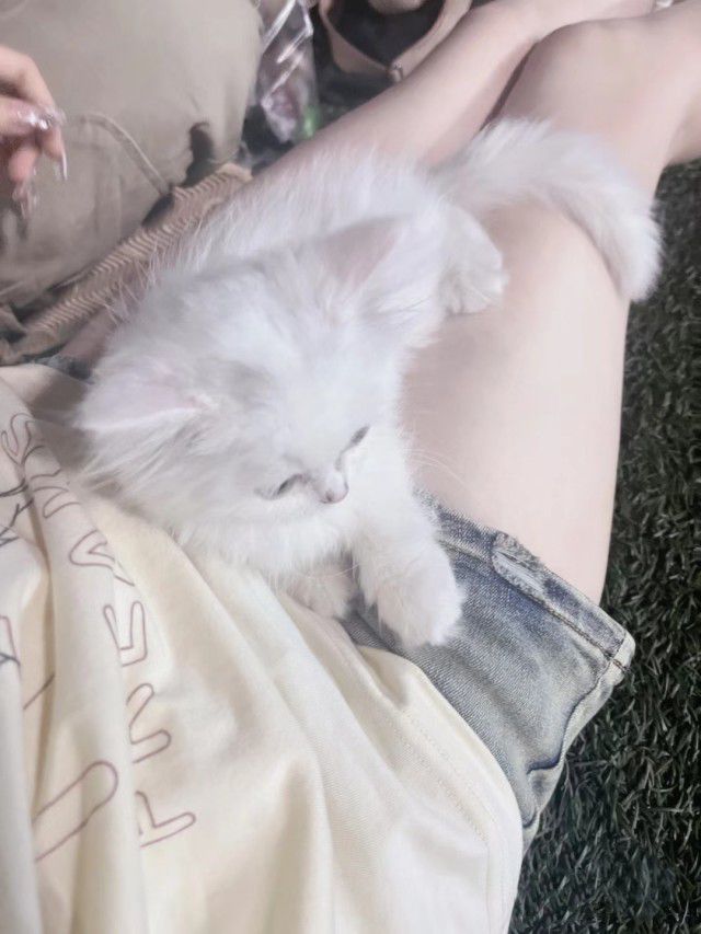 朱孟德