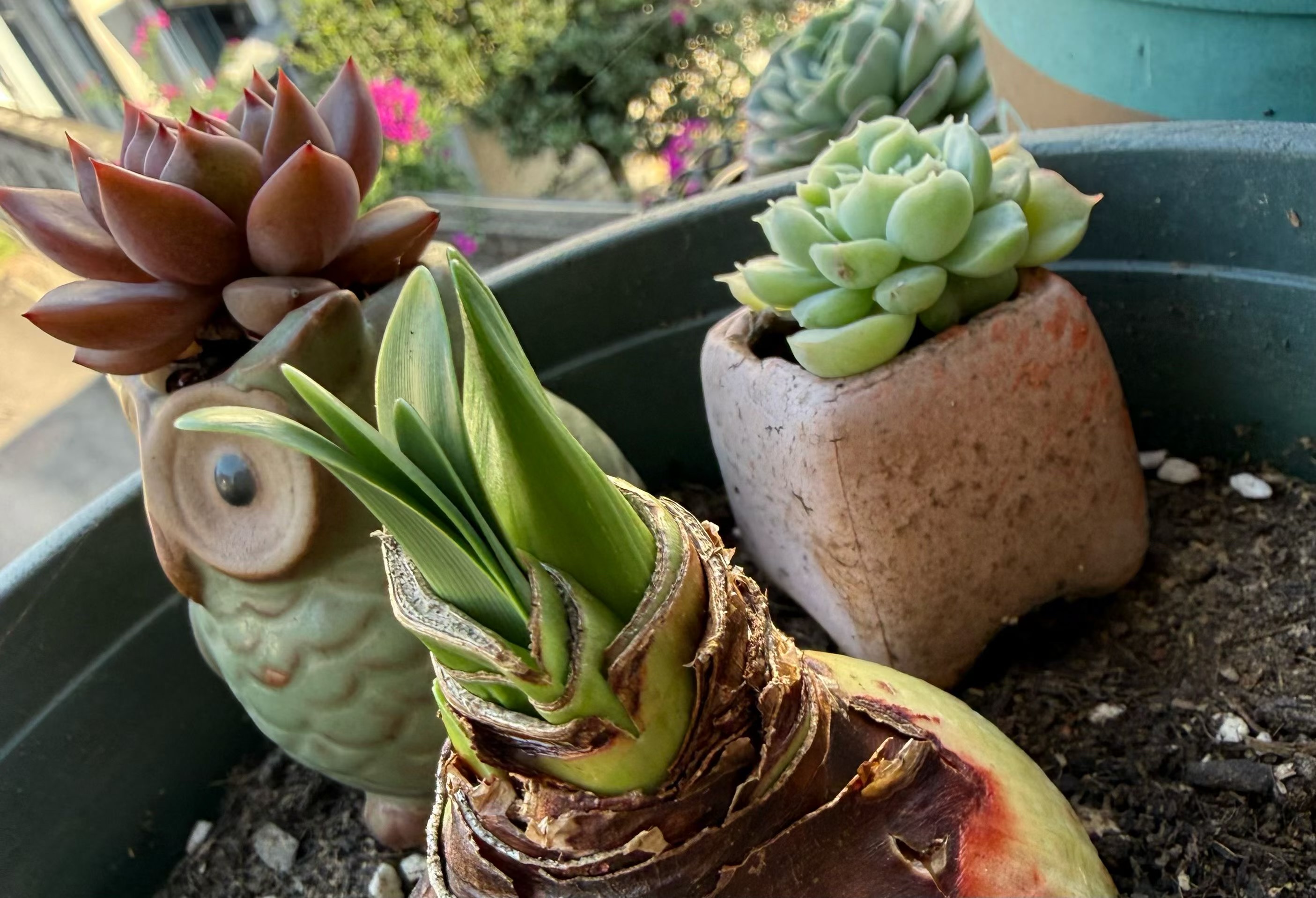 可爱+桌面好物+花园